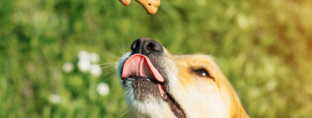 CBD Oil για σκύλους : Τι πρέπει να γνωρίζετε