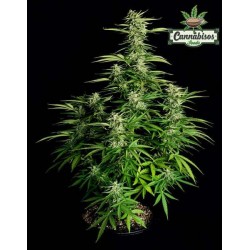 Royal Queen Seeds Orion F1