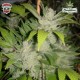 G-13 Hashplant - HazeMan Seeds