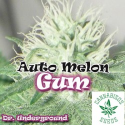 AUTO Melon Gum