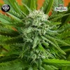 AUTO Pineapple Express - G13 LABS SEEDS