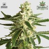 White Diesel Haze Automatic - White Label Seeds