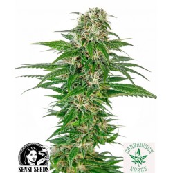 Early Skunk Automatic - Sensi Seeds