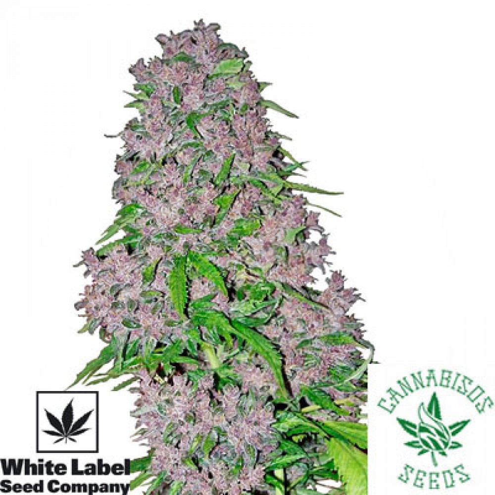 Purple Bud Automatic - White Label Seeds