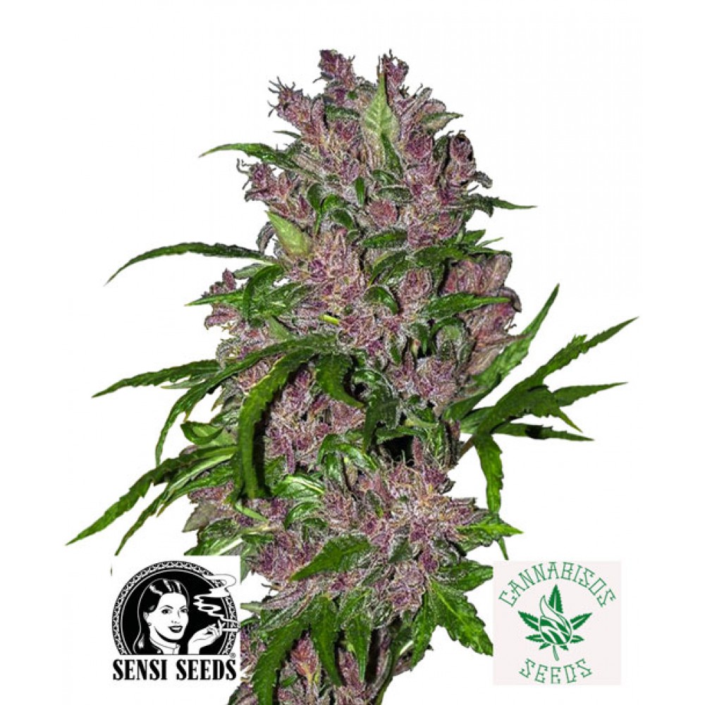 Purple Bud Automatic - White Label Seeds