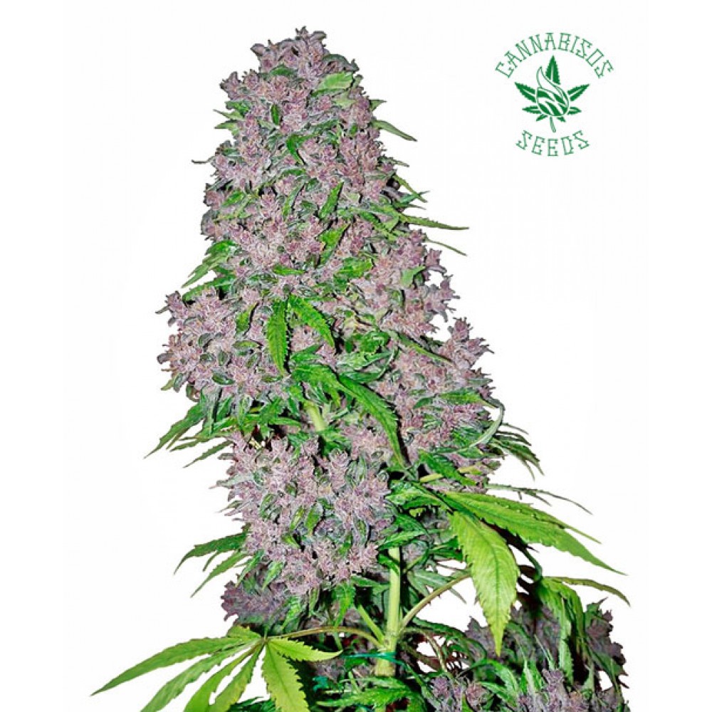 Purple Bud - White Label Seeds