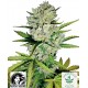Super Skunk Automatic - White Label Seeds