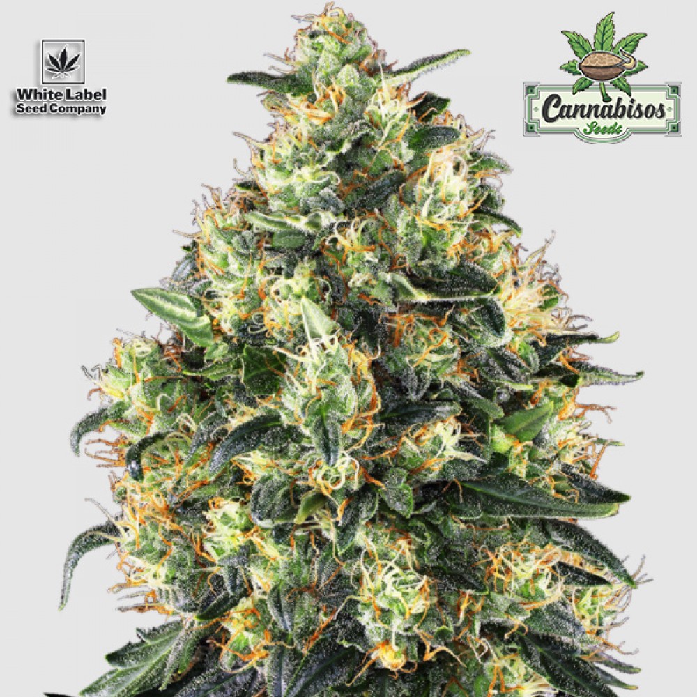 Super Skunk Automatic - White Label Seeds