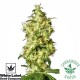 White Widow Automatic - White Label Seeds