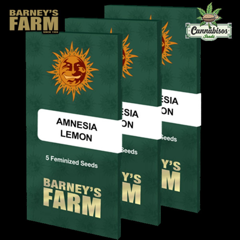 AMNESIA LEMON (Feminised Seeds) - BARNEYS FARM SEEDS