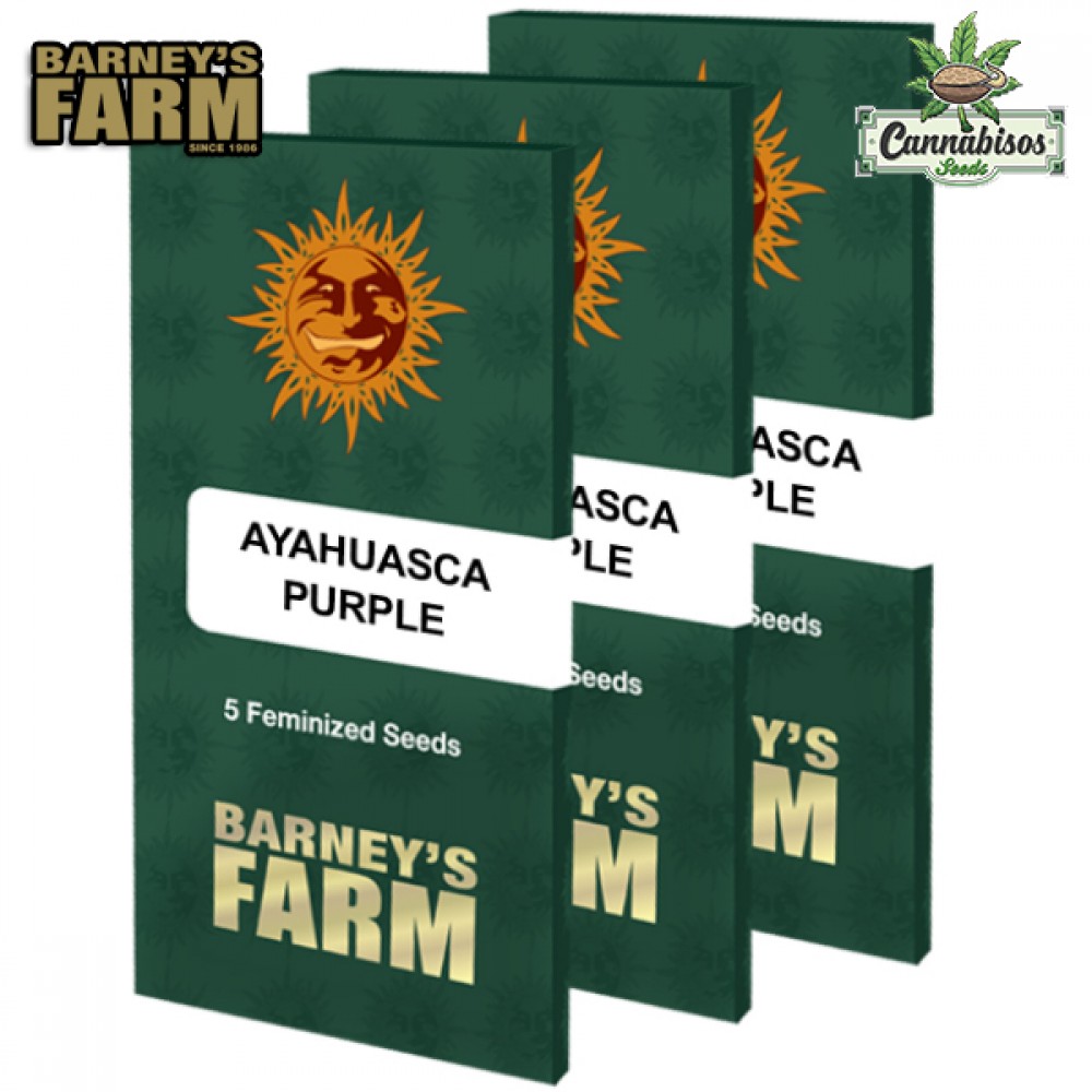 AYAHUASCA PURPLE (Feminised Seeds) – BARNEYS FARM SEEDS