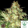 Emerald Triangle Seeds-Bubba Cheese AUTO