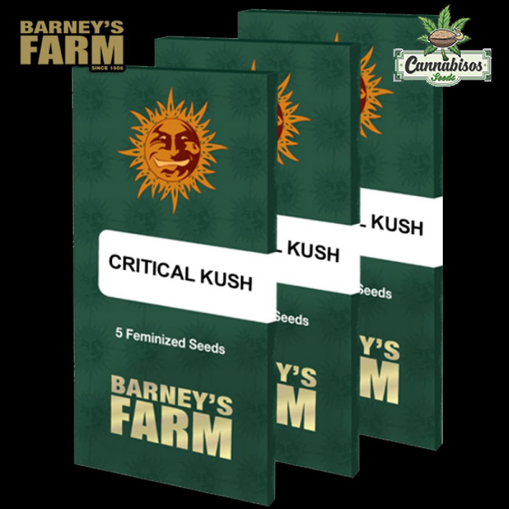 CRITICAL KUSH (Feminised Seeds)- BARNEYS FARM SEEDS
