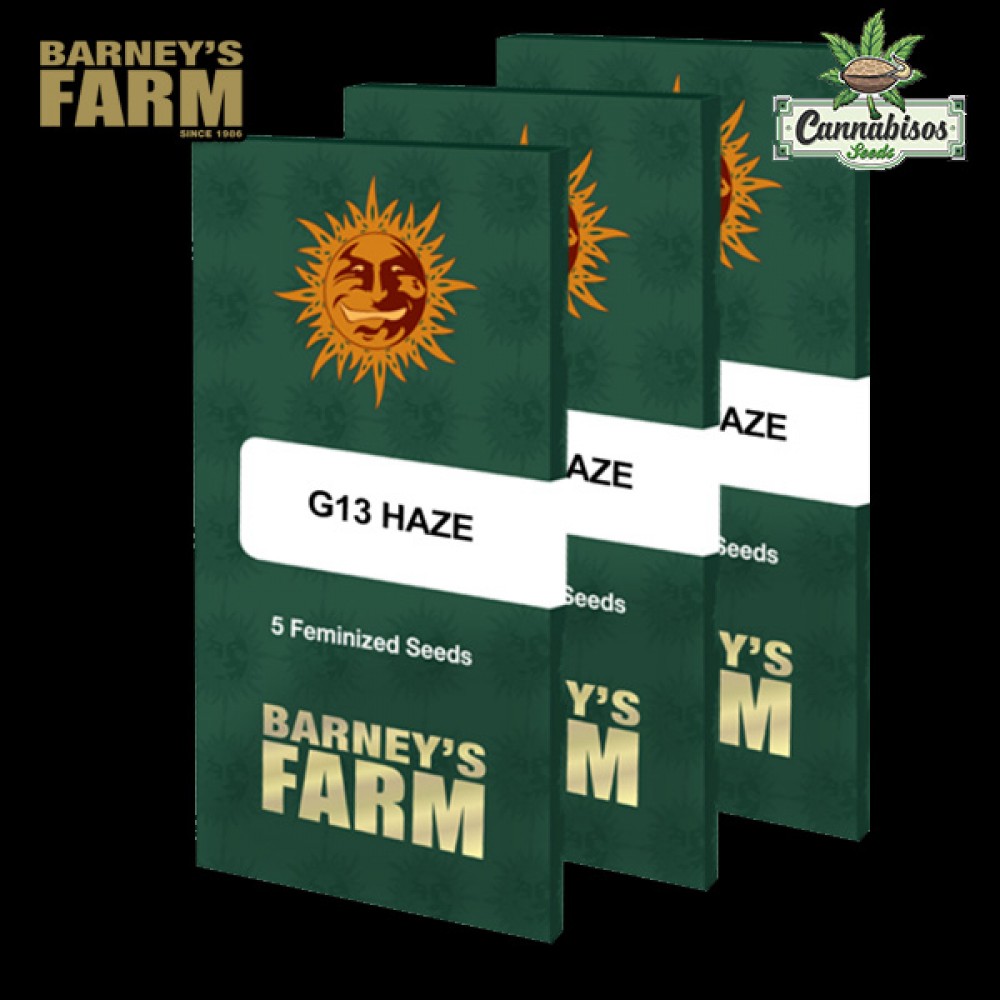 G13 HAZE (Feminised Seeds) – BARNEYS FARM SEEDS