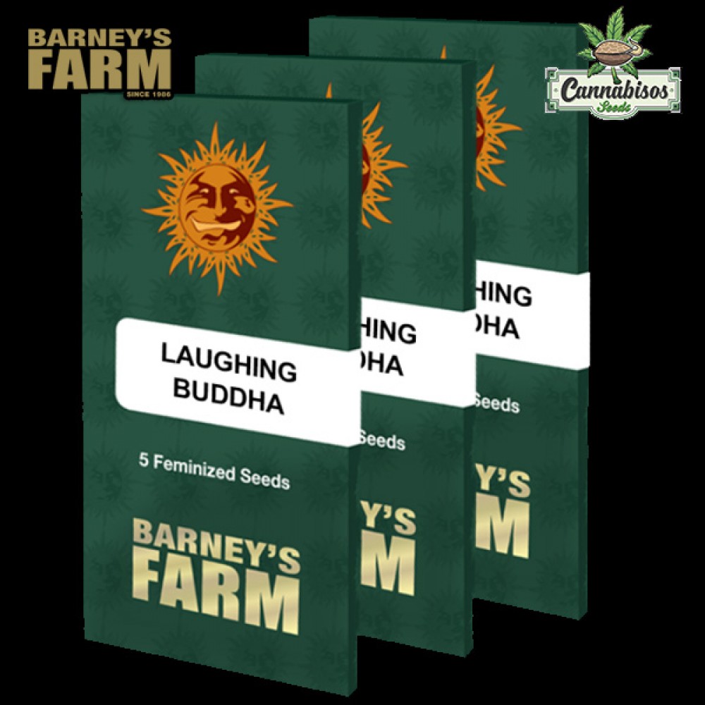 LAUGHING BUDDHA (Feminised Seeds) - BARNEYS FARM SEEDS