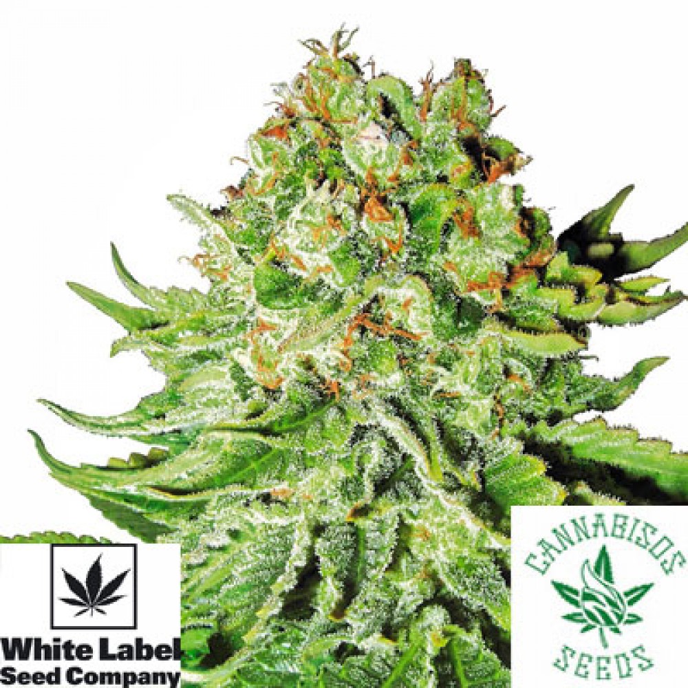 Northern Lights Automatic - White Label Seeds