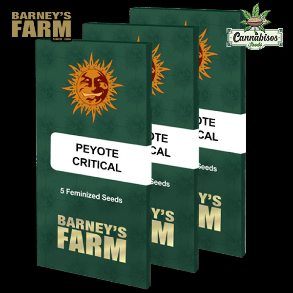 PEYOTE CRITICAL (Feminised Seeds) – BARNEYS FARM SEEDS