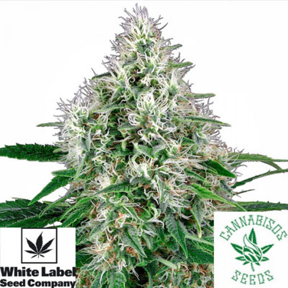 Pure Power Plant Automatic - White Label Seeds