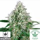 Pure Power Plant Automatic - White Label Seeds