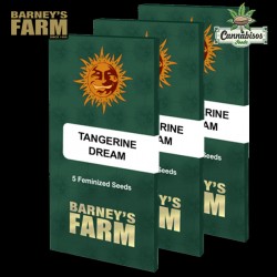 TANGERINE DREAM (Feminised Seeds) – BARNEYS FARM SEEDS