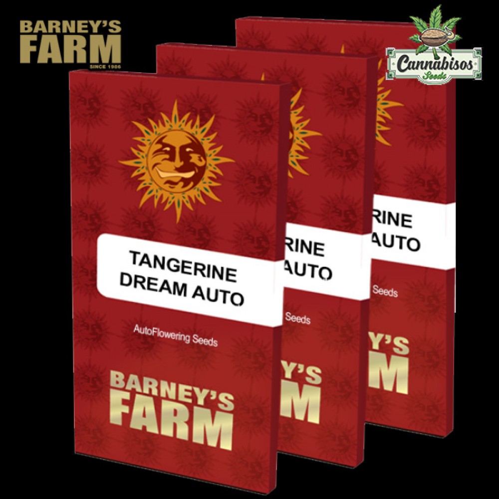TANGERINE DREAM AUTO (Auto + Feminised Seeds) - BARNEYS FARM SEEDS