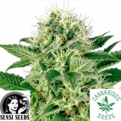Nothern Lights - White Label Seeds