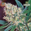 SWEET SEEDS-GREEN POISON F1 FAST VERSION