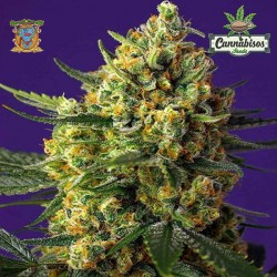 SWEET SEEDS-CRYSTAL CANDY