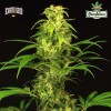 SPICY BITCH (Feminised Seeds) - EXOTIC SEEDS