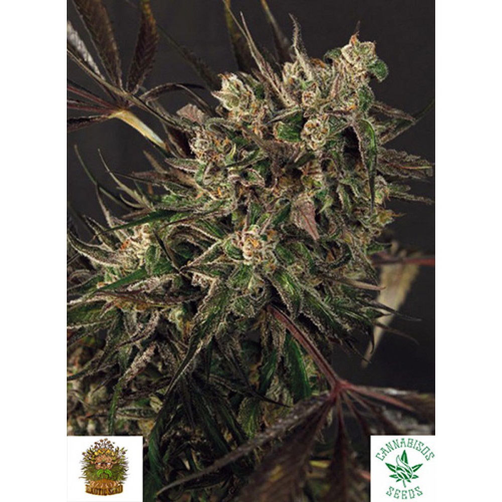 EXOTIC COLOURS (Feminised Seeds) - EXOTIC SEEDS
