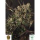 EXOTIC COLOURS (Feminised Seeds) - EXOTIC SEEDS