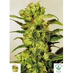 SPICY BITCH (Feminised Seeds) - EXOTIC SEEDS