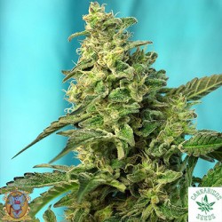 SWEET SEEDS-GREEN POISON F1 FAST VERSION