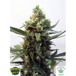 RIPPER SEEDS-TOXIC