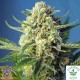 S.A.D. SWEET AFGANI DELICIOUS AUTO - Sweet Seeds