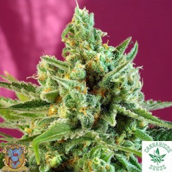 S.A.D. SWEET AFGANI DELICIOUS CBD - Sweet Seeds