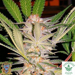 S.A.D. SWEET AFGANI DELICIOUS F1 FAST VERSION - Sweet Seeds