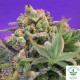 SWEET SEEDS-SWEET CHEESE F1 FAST VERSION
