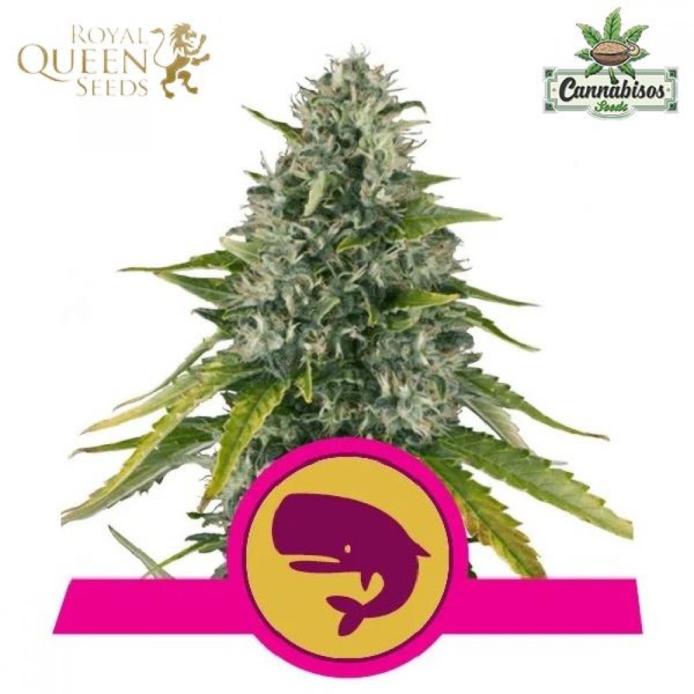 Royal Moby (Fem) - Royal Queen Seeds