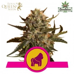 ROYAL QUEEN SEEDS- Mother Gorilla (Πρώην Royal Madre)