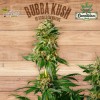 BUBBA KUSH - The Plant Organic Seeds
