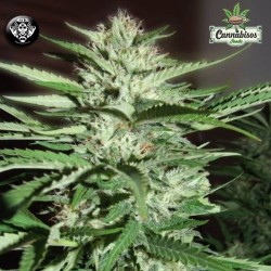 PINEAPPLE EXPRESS - G13 LABS SEEDS