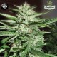 PINEAPPLE EXPRESS - G13 LABS SEEDS