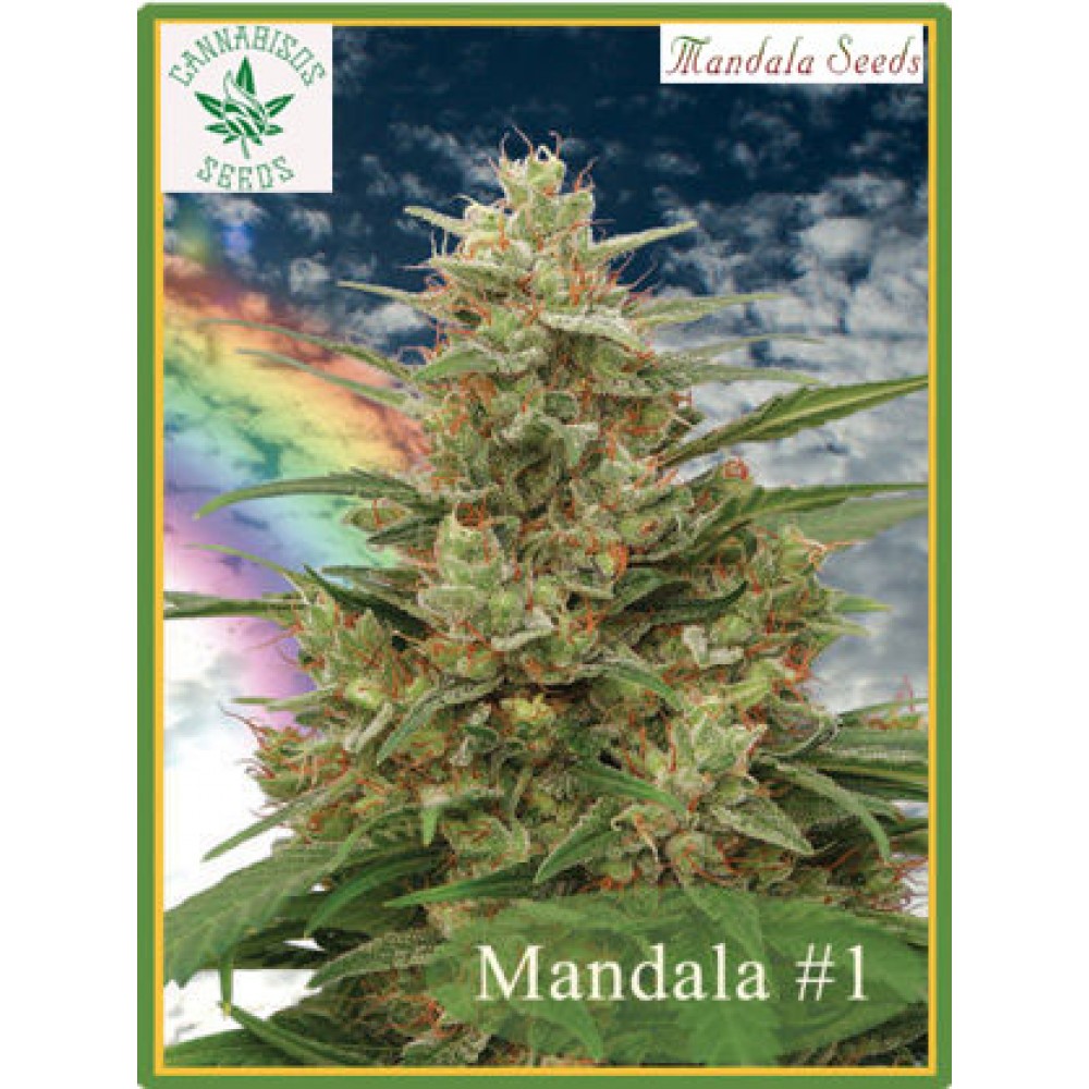 Mandala Seeds-Mandala #1