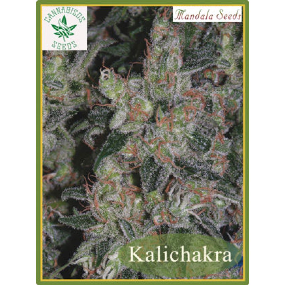 Medical Seeds-Kalichakra