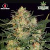 WHITE RUSSIAN AUTO - Serious Seeds