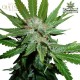 Royal Cheese (Fast Flowering) | (Fem) - Royal Queen Seeds