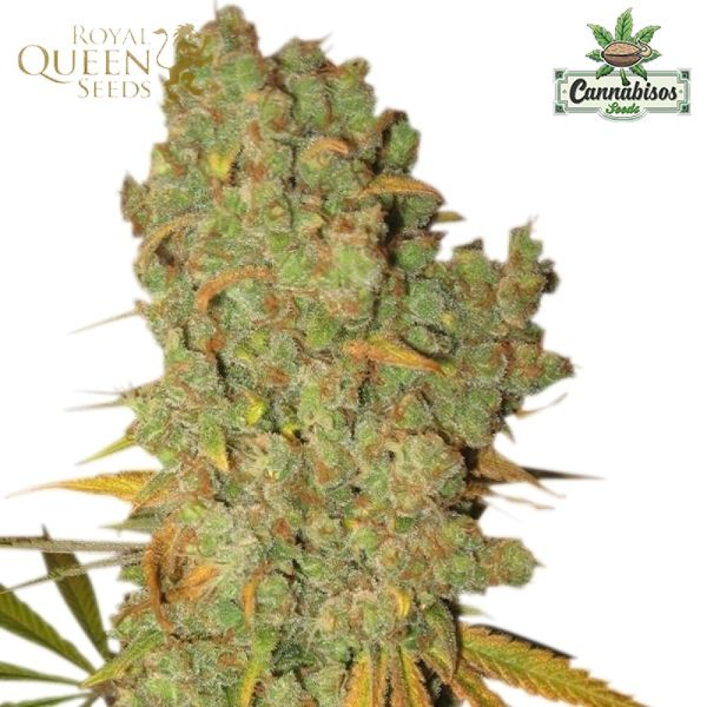 Special Kush 1 (Fem) - Royal Queen Seeds