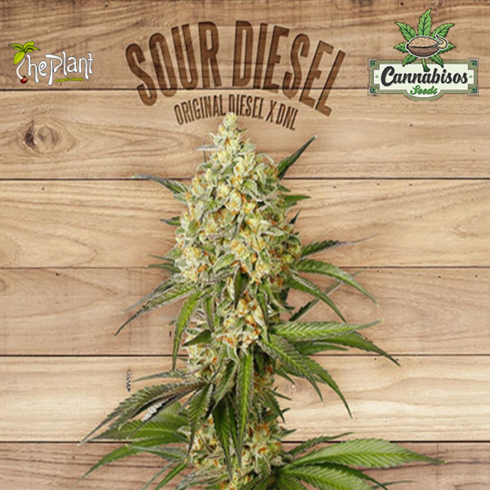 SOUR DIESEL - The Plant Organic Seeds