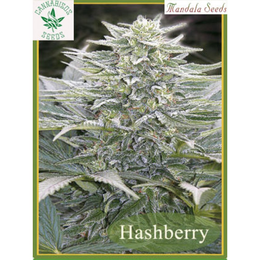Mandala Seeds-Hashberry
